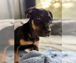 Small #8 Mutt