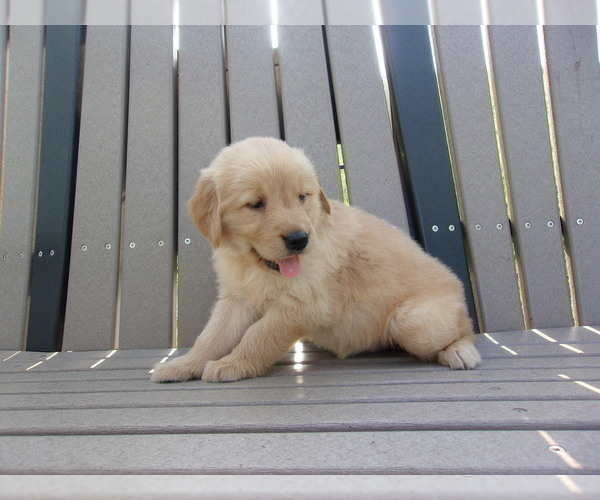 Medium Photo #19 Golden Retriever Puppy For Sale in SUGARCREEK, OH, USA