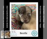 Small Photo #2 Labrador Retriever-Unknown Mix Puppy For Sale in Kimberton, PA, USA