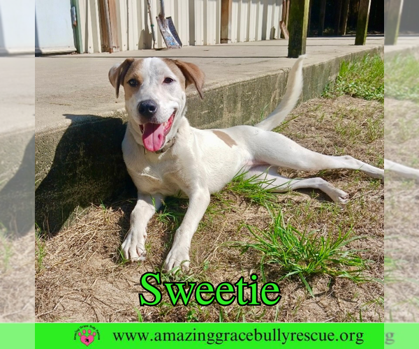 Medium Photo #10 Mutt Puppy For Sale in Pensacola, FL, USA