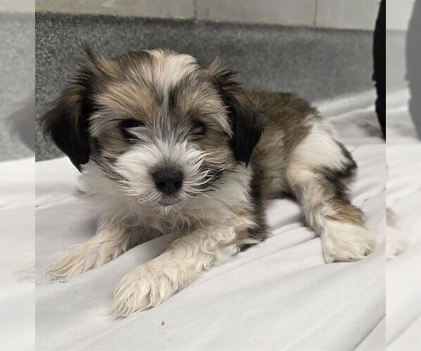 Medium Photo #1 Havanese-Unknown Mix Puppy For Sale in Waterford, VA, USA