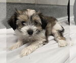 Small Havanese Mix