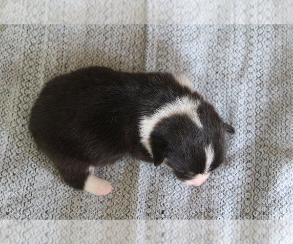 Medium Photo #29 Pembroke Welsh Corgi Puppy For Sale in FAIR GROVE, MO, USA