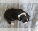 Small #28 Pembroke Welsh Corgi