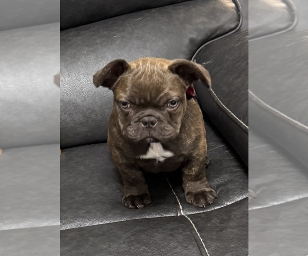 Medium Photo #5 French Bulldog Puppy For Sale in TEMPLE, TX, USA