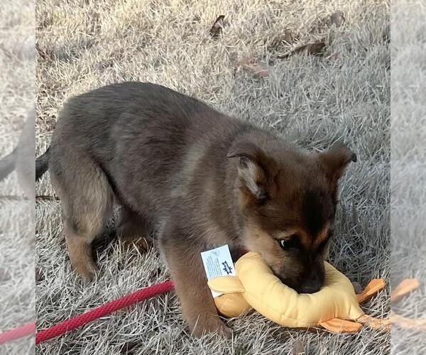 Medium Photo #2 Mutt Puppy For Sale in Yardley, PA, USA