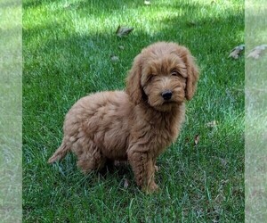 Goldendoodle Puppy for sale in NEW HOLLAND, PA, USA