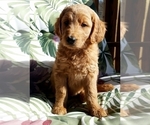 Small Photo #20 Goldendoodle Puppy For Sale in PROSPECT, VA, USA