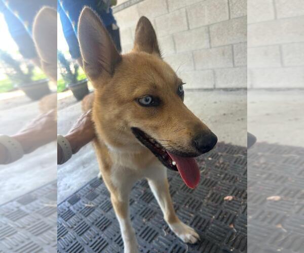 Medium Photo #3 Huskies -Unknown Mix Puppy For Sale in Rowlett, TX, USA