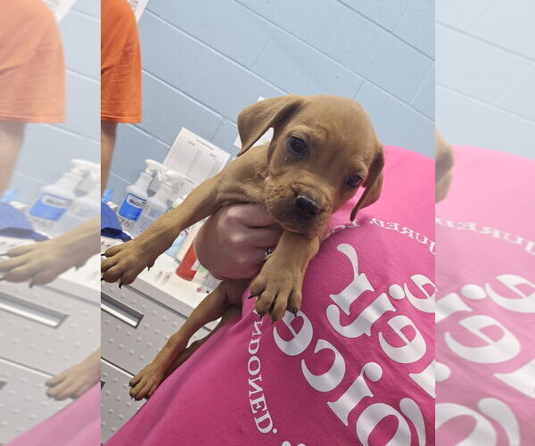 Medium Photo #2 Rottweiler-Unknown Mix Puppy For Sale in Evansville, IN, USA