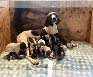 Mother of the German Shorthaired Pointer puppies born on 05/29/2019