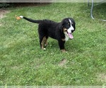Small Bernese Mountain Dog