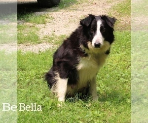 Mother of the Border Collie puppies born on 06/13/2023