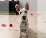 Small Photo #2 Unknown-white german shepherd Mix Puppy For Sale in Royal Palm Beach, FL, USA
