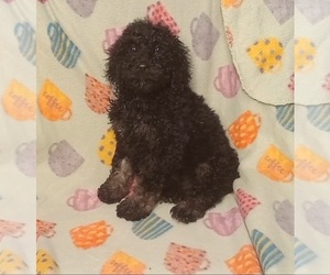 Poodle (Standard) Puppy for sale in STOUTLAND, MO, USA