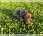 Puppy Male 2 German Shorthaired Pointer