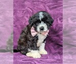 Small Photo #2 Sheepadoodle Puppy For Sale in GLEN ROCK, PA, USA