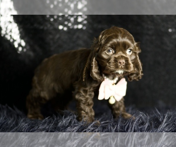 Medium Photo #65 Cocker Spaniel Puppy For Sale in WARSAW, IN, USA