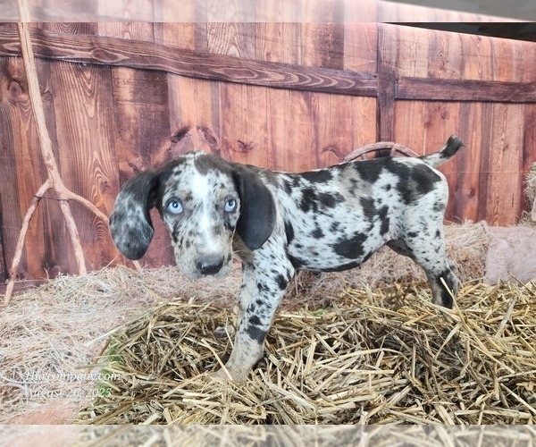 Medium Photo #16 Catahoula Leopard Dog Puppy For Sale in CUMBY, TX, USA