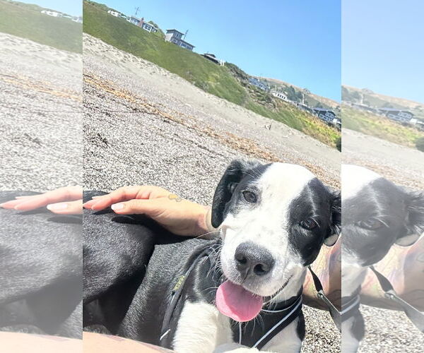 Medium Photo #1 Mutt Puppy For Sale in Woodland, CA, USA