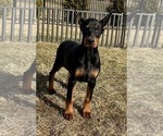 Small #3 Doberman Pinscher