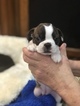 Small Photo #2 Boston Terrier Puppy For Sale in GATE, WA, USA