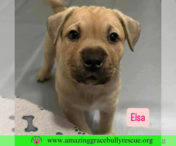 Medium Photo #1 Black Mouth Cur-Unknown Mix Puppy For Sale in Pensacola, FL, USA