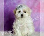 Puppy BUTTERS Maltipoo (Miniature)