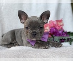 Small Photo #2 French Bulldog Puppy For Sale in CEDAR LANE, PA, USA