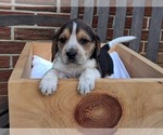 Small #22 Beagle