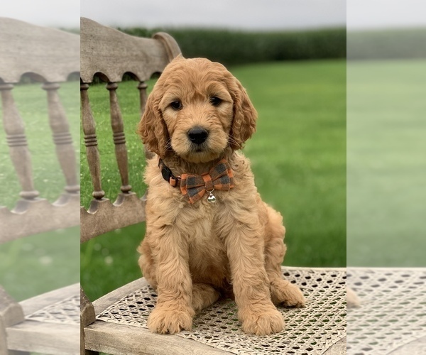 Medium Photo #9 Irish Doodle Puppy For Sale in WOOSTER, OH, USA