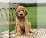 Small Photo #9 Irish Doodle Puppy For Sale in WOOSTER, OH, USA