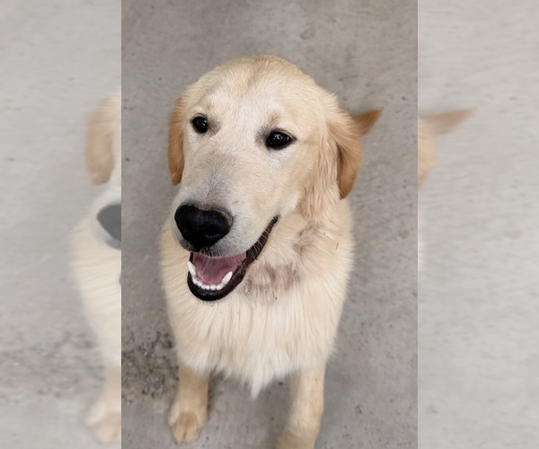 Medium Photo #1 Golden Retriever Puppy For Sale in ALBUQUERQUE, NM, USA