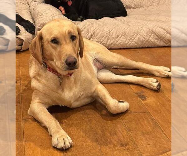 Medium Photo #1 Labrador Retriever-Unknown Mix Puppy For Sale in San Diego, CA, USA