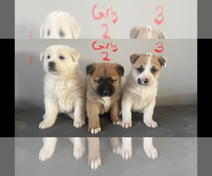 Akita-American Pit Bull Terrier Mix Puppy for sale in MONTGOMERY, MA, USA