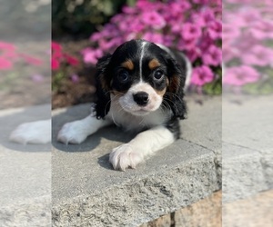 Cavalier King Charles Spaniel Puppy for sale in CANOGA, NY, USA