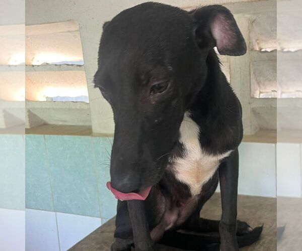 Medium Photo #1 Labrador Retriever-Unknown Mix Puppy For Sale in Calgary, Alberta, Canada