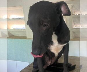 Labrador Retriever-Unknown Mix Dogs for adoption in Calgary, Alberta, Canada