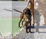 Small Photo #4 Plott Hound Puppy For Sale in Rustburg, VA, USA