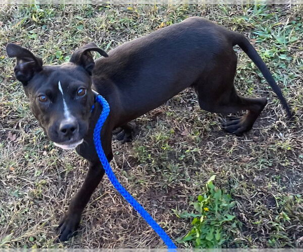 Medium Photo #3 American Pit Bull Terrier Puppy For Sale in Tarboro, NC, USA