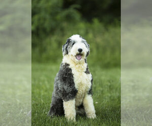 Father of the Sheepadoodle puppies born on 09/29/2019