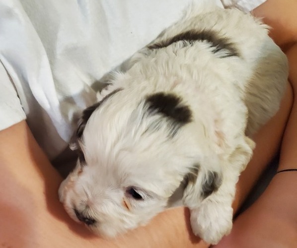 Medium Photo #16 Bernedoodle (Miniature) Puppy For Sale in LEETONIA, OH, USA