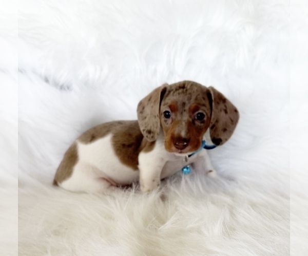 Medium Photo #7 Dachshund Puppy For Sale in DAVIS, CA, USA