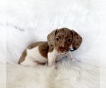 Small #6 Dachshund