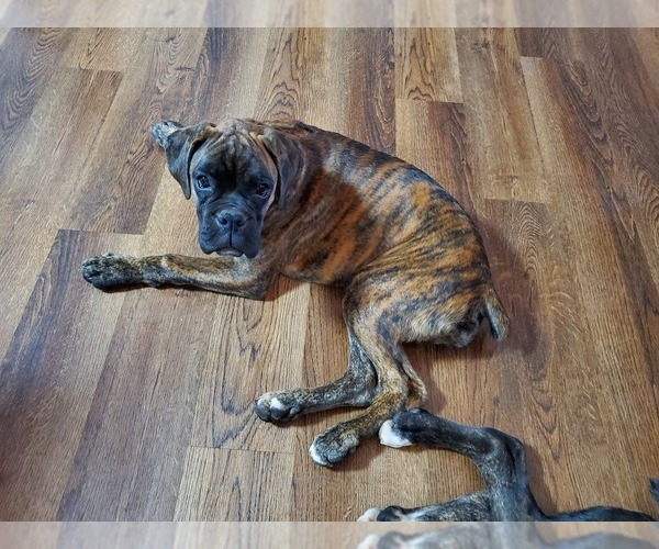 Medium Photo #1 Boxer Puppy For Sale in NEW ULM, MN, USA