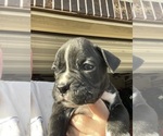 Puppy Puppy 6 Hank Boxer