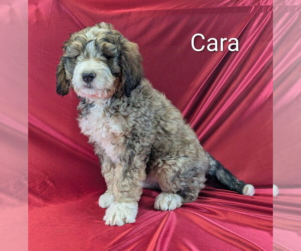 Medium Photo #6 Bernedoodle Puppy For Sale in CANON CITY, CO, USA