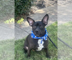 Mutt Dogs for adoption in Munford, TN, USA