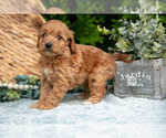 Small Photo #10 Cavapoo Puppy For Sale in KIRKWOOD, PA, USA