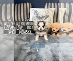 Puppy Patches Pomsky